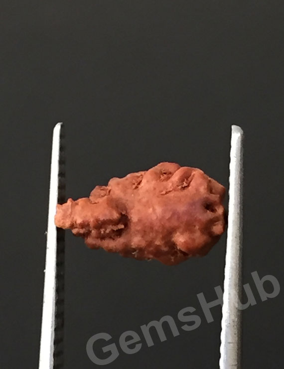 1 Face/Mukhi Certified Indonesian Rudraksha